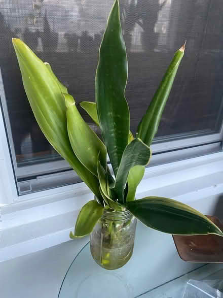 Photo of free 2 snake plant cuttings (midtwn) #1