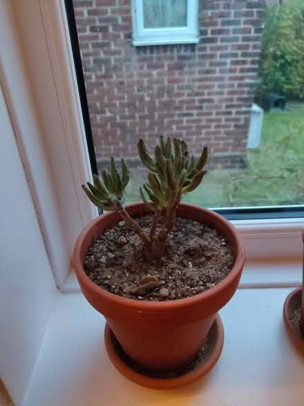 Photo of free Pot plants (Downham) #2
