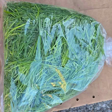 Photo of free Organic WheatGrass (Chiquita Av MtnVw) #1