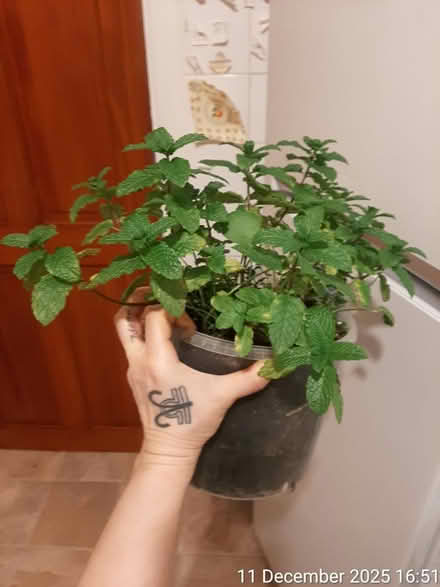 Photo of free Spearmint (H 18cm × W 34cm) (Edgwarebury Lane) #1