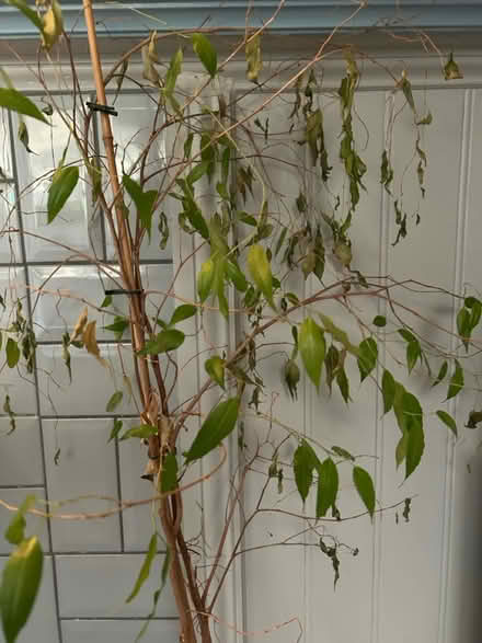 Photo of free Plant (North fort st EH6) #2