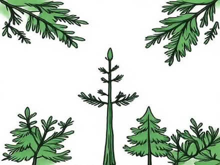 Photo of Conifer Plant. (Keswick CA12) #1