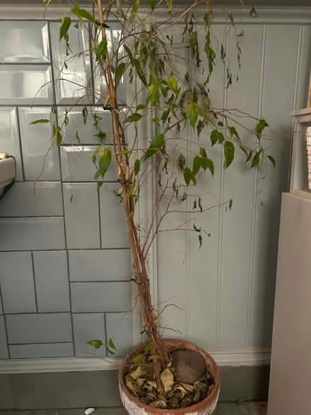 Photo of free Plant (North fort st EH6) #1