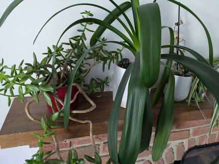 Photo of free Houseplants (Barkham RG41) #2