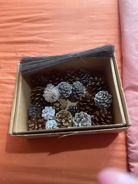 Photo of free Box of pine cones (Carnforth LA5) #1