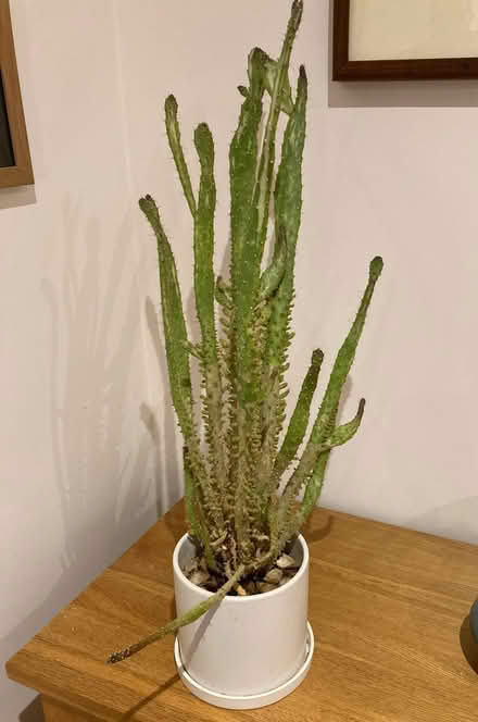 Photo of free Cactus in pot (Willingdon BN20) #1