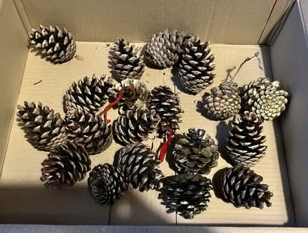 Photo of free Xmas pine cones (BT6) #2