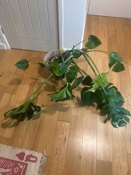 Photo of free Monstera/Cheese Plant (B73) #1