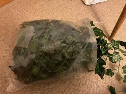 Photo of free String of plastic ivy (Stonehouse GL10) #3