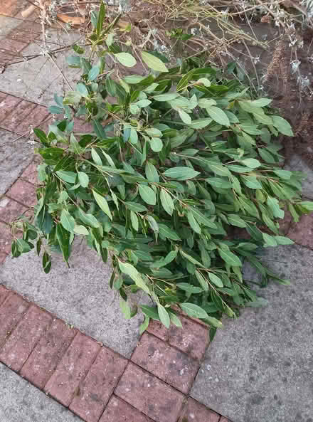 Photo of free Bay leaves/ branches (Newport on Tay DD6) #1