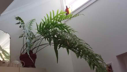 Photo of free Plants (Glebe) (glebe) #3