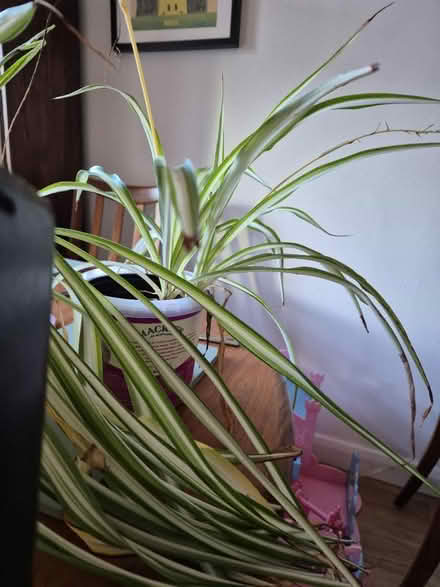 Photo of free House Plants (Clerwood EH12) #2