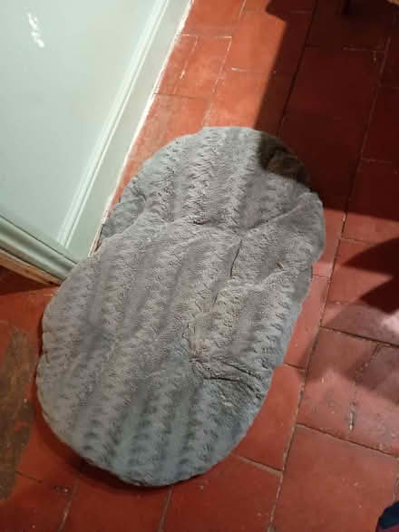 Photo of free Dog bed (Charlton Kings GL52) #1