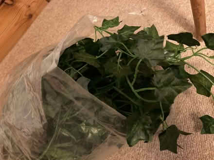 Photo of free String of plastic ivy (Stonehouse GL10) #2