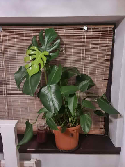 Photo of free Swiss Cheese Plant (Penysarn LL69) #1