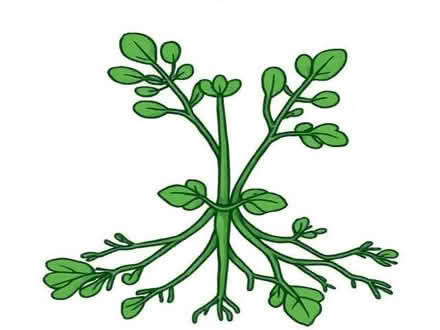 Photo of free Comfrey roots (Wimbledon Village SW19) #1