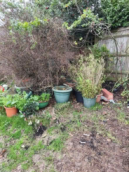 Photo of free Plant pots and trays (TN39 4JT) #1