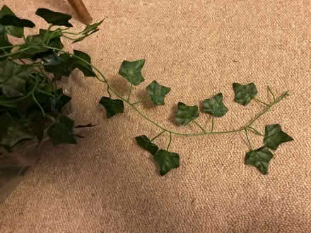 Photo of free String of plastic ivy (Stonehouse GL10) #1