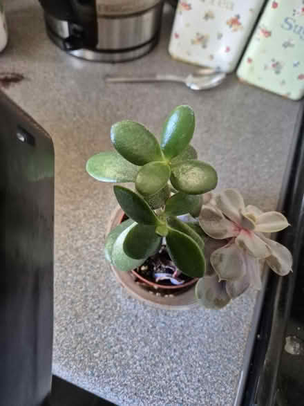 Photo of free House Plants (Clerwood EH12) #4