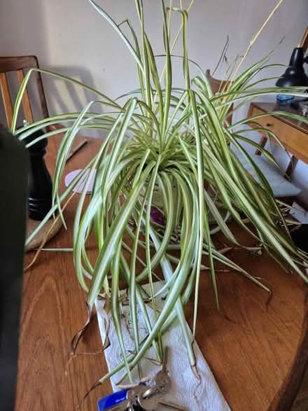 Photo of free House Plants (Clerwood EH12) #1