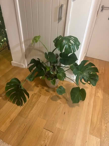 Photo of free Monstera/Cheese Plant (B73) #2