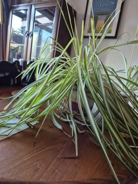 Photo of free House Plants (Clerwood EH12) #3