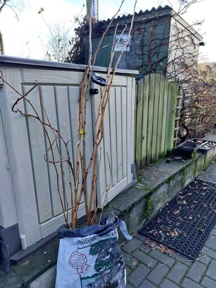 Photo of free raspberry canes (Cockermouth CA13) #1
