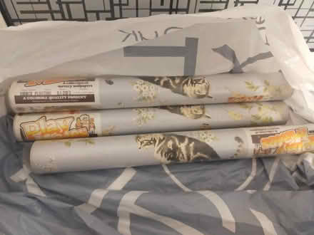 Photo of free Cat wallpaper (BS5) #1