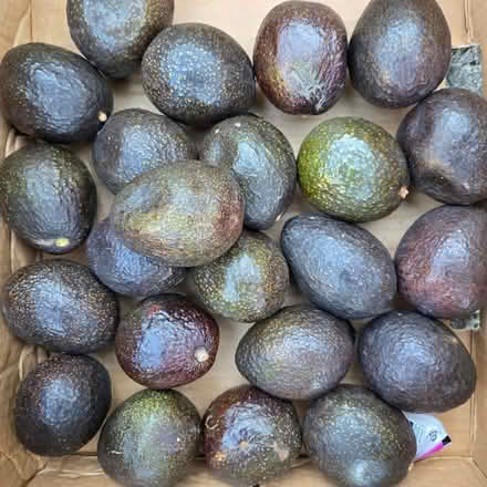 Photo of free Ripe Avocados (Chiquita Av MtnVw) #2