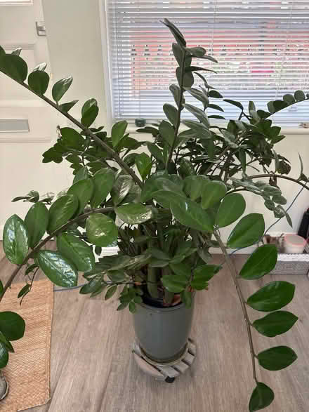 Photo of free Plant (High St Ken W8) #1