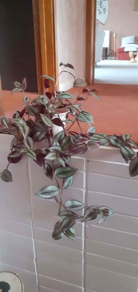 Photo of free House plant - have forgotten the name! (Maidenhead SL6) #1