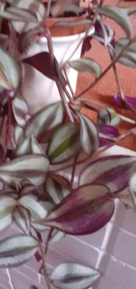 Photo of free House plant - have forgotten the name! (Maidenhead SL6) #2