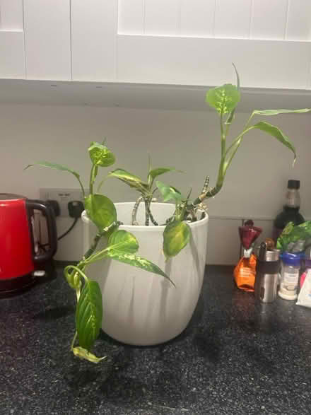 Photo of free Plant (Reading, RG1) #1