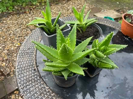 Photo of free Aloe Vera plants (CH42 0NP) #1
