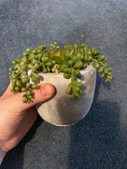 Photo of free Fake Plant in a Grey Pot (Winson Green B18) #3