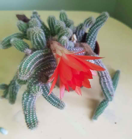 Photo of free Houseplants - 2 cacti (Windmill Court EX14) #1