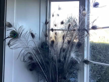 Photo of free Big bunch of Peacock feathers (GU11) #2
