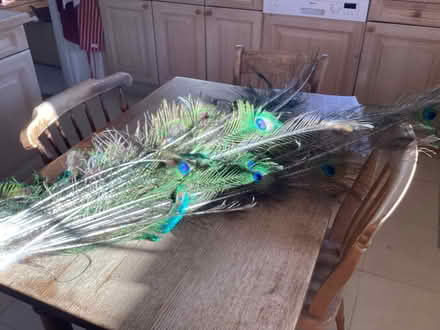 Photo of free Big bunch of Peacock feathers (GU11) #1