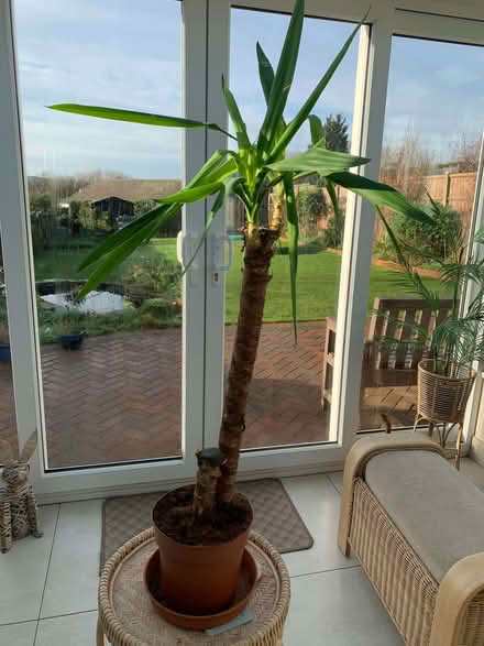 Photo of free Yucca Plant (Shevington Vale WN6) #1