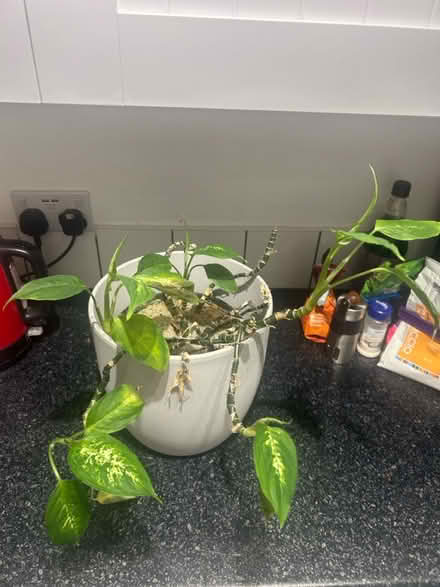 Photo of free Plant (Reading, RG1) #2