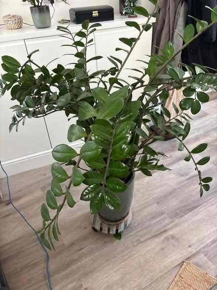 Photo of free Plant (High St Ken W8) #3