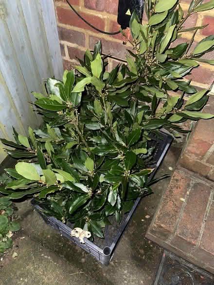 Photo of free Freshly cut bay leaves (St Leonards TN38) #1
