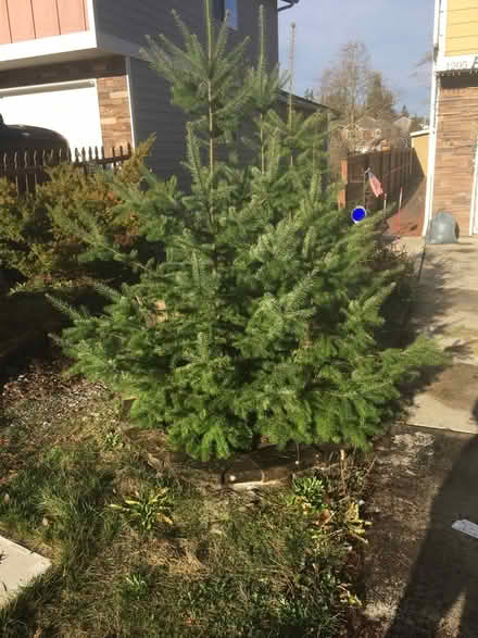 Photo of free Charlie Brown Christmas Tree (McCollum Park area) #1