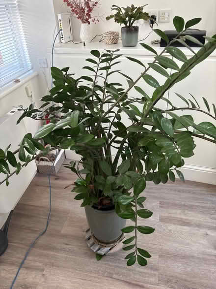 Photo of free Plant (High St Ken W8) #2