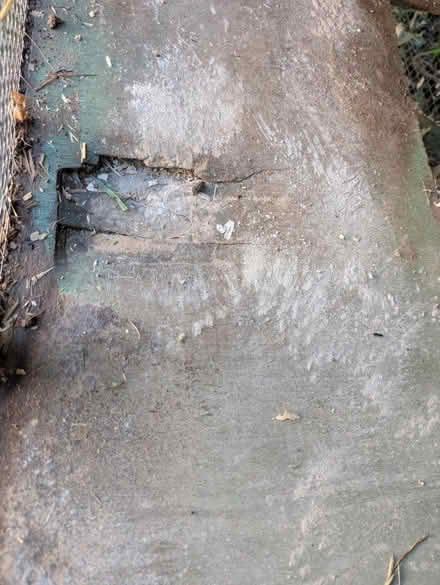 Photo of free Guinea pig hutch with run (Plymtree, Norman's Green End) #4