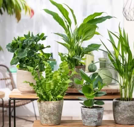 Photo of Indoor plants (Langney BN23) #1
