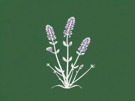 Photo of free Lavender plant (Wimbledon Village SW19) #1