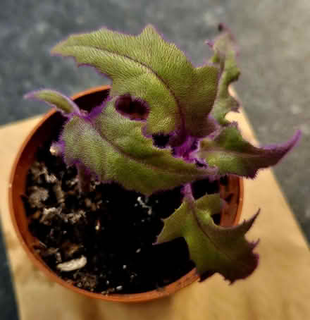 Photo of free Purple Passion houseplant (CT10) #2