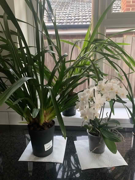 Photo of free Orchid Collection (North Tonbridge TN10) #1