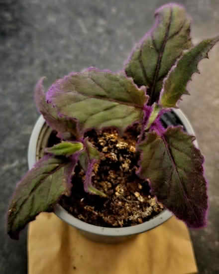 Photo of free Purple Passion houseplant (CT10) #1